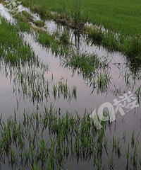 �������İ�Ķũ�ﱻ��