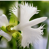 ԭ���زݳ�����