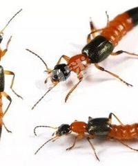 �����Ŀֲ����Ӽ��˾�ȻҲ�У��ұ�ҧ��һ�ڸо�Ҫ��֫�ˡ�