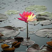 �������� ����ʤ��