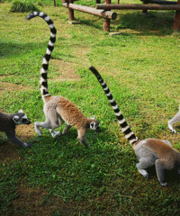 ������Ӵ���β���� ̫�ɰ��ˣ�