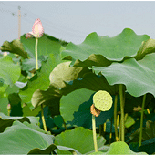 ʢ��֮������ɫ