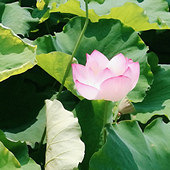 ʢ��������ŵĻ��Ƕ�