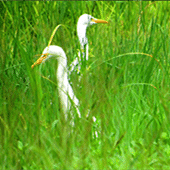 �ݴ������ص�Լ��