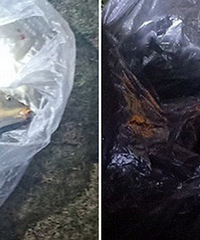 �ع�����ˣ���Ȼ��ȥ��˺�͵ץ�����