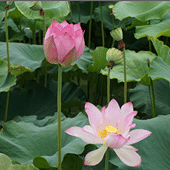 ���պɻ�������