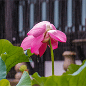 ���кɻ�������