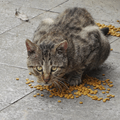 ����������ʳ