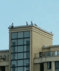 ��¥ֱ�����ʶ���Է������16¥ҡҡ��׹