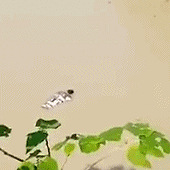 �ƺ�С���ں��ﱻ����