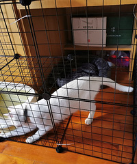 怕猫中暑 组装笼子折腾了两个小时