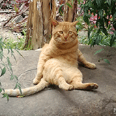 è�������Ʋ�����