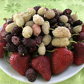 ��ɫɣ������ɫ����