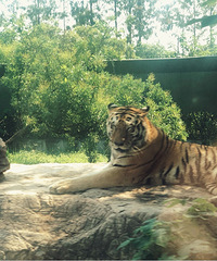 ������Ͷ�����Լ �Լݶ���԰ ��Ȥ��࣡