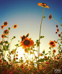 ��ҹ�μ��Լ��ֽ���ˣ����ų�һ���亹����