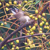 �����ĵ�С����