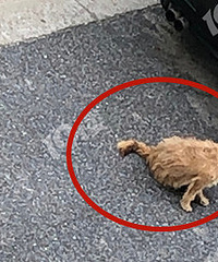 ����ĳС���з蹷��ҧ�ˣ���ҵ�����޶�