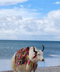 ������20����������� ̫���ˣ�