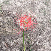 �����Ҳ̫Ư����