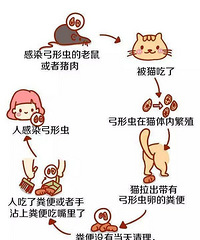 担心感染弓形虫 结婚后 男友爸爸让我把养了3年的猫送走