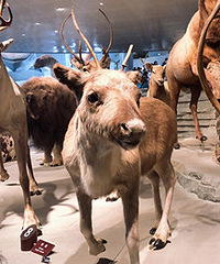 ����ȥ���Ϻ���Ȼ����� �ǳ��ʺ������Σ�