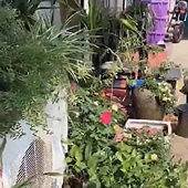 ���ſڵĻ����챻͵