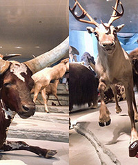 ���޴��Ϻ���Ȼ����� �ʺ������Σ�