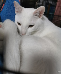 睡不着!找只猫来陪玩 有点像白狐 真可爱