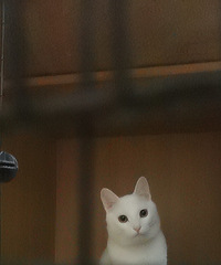睡不着!找只猫来陪玩 有点像白狐 真可爱