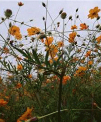 �λð�ķ��� ����Ҳ�з�ɫ������