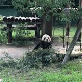 ����è�����ӳ��ɰ�