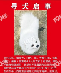 重酬三千元!求求大家帮我找找这只10年白色博美
