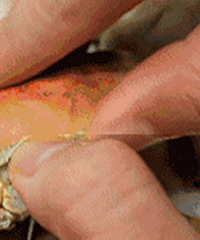 ���������������������ʹ�բз�ģ�