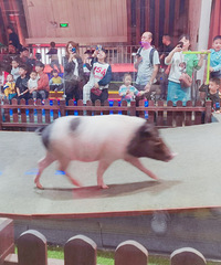 ���˾�ӵ�����������磡�����Ǹ���С��Ȥζ��