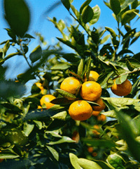 ���Ӻ��ˣ��ϱ���40�����Ӳ�ժȯ����ͣ� ���ԣ������ϱ�����