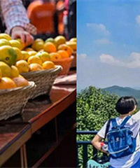 40�����Ӳ�ժȯ����ͣ������ϱ���