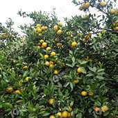 ��ĩ�ϱ�������ȥ��