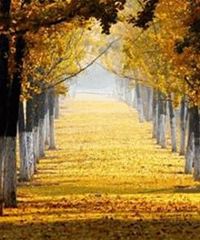 ���з������� ɹ����Ӯ�ݲ�����