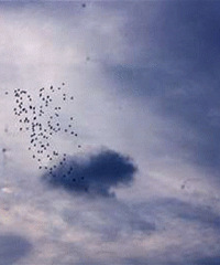 Ϧ�������ŵĺ��ߴ��� ��������