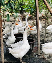 ������Ը��һ����ũ���ۣ�