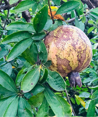 ������Ը��һ����ũ���ۣ�