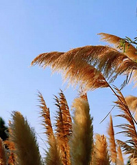 ˫ʮһ�ؼۣ���Сͬ��88Ԫ�������ϽֳԳ����� ������ʪ������