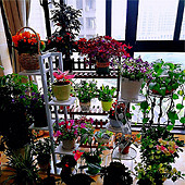 ӵ��һ����԰�����̨