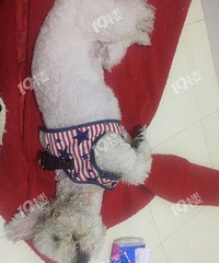 小区有人养恶犬还不牵狗绳!一上来就扑咬我家狗子 差点被咬死