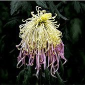 �˻��������޻�