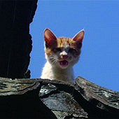 �ºӵ���������