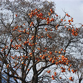 �������Ļ�����