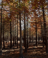 ���ϴ������Լ��� ��ɼ�� ̫���ˣ�������ȥһ��