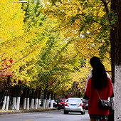 ����Ҷ�� ���ڻ���