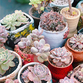 ��̨ȫ���ҿɰ�������